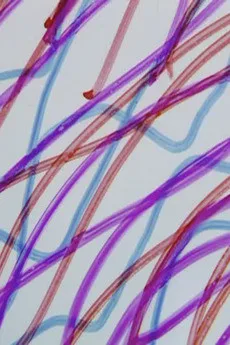 ダイレクト・アニメーション