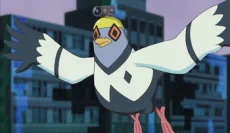 鳩