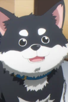 まろ眉の柴犬