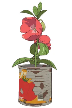 ホウセンカ