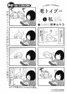 老トイプーと私