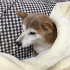 猫山宮緒