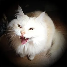 朔野安子