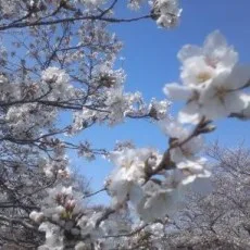いけださくら