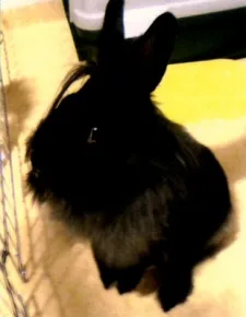 リノ