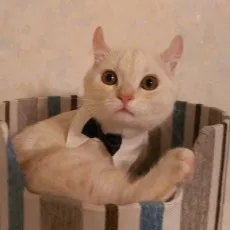 猫屋敷ねこ丸