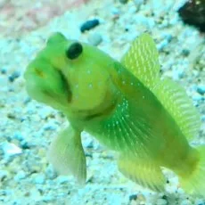 海野つなみ
