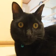 わかつきひかる