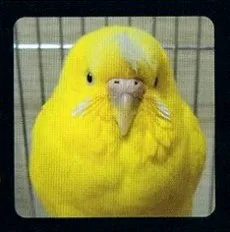 千鳥ぺこ