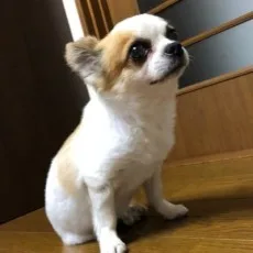 真敷ひさめ