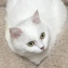 うぐいすみつる