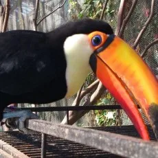 鳥飼やすゆき