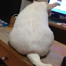 多宇部貞人