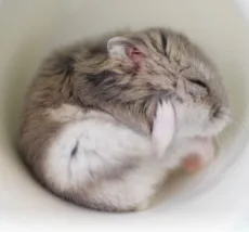 有間カオル
