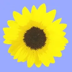 山崎つかさ