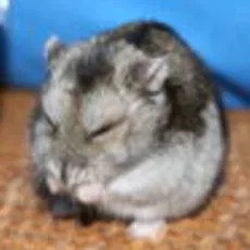 クオンタム