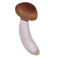 夏目きのこ