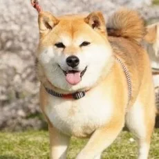 猪川朱美