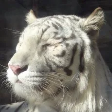 高橋渚
