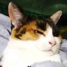 はるおかりの