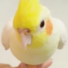 路雅爱