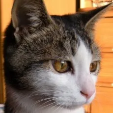 嬉野秋彦