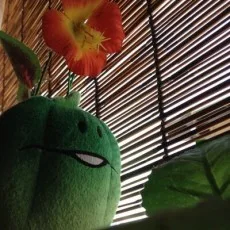 小鳩まり