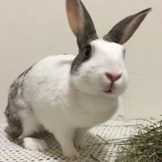 真原ゆう