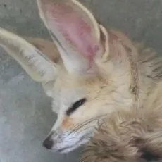 著