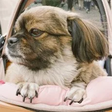 김노을