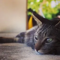 わんた