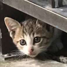 井上みつる