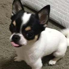 牧コチコ