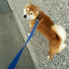 守野伊音