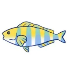 縞ほっけ 