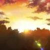 つたの葉