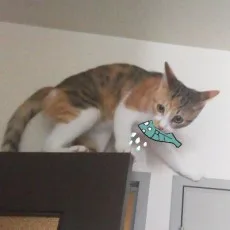 鰍ヨウ