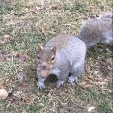 午鳥志季