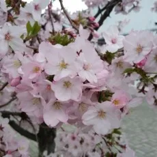 綴季