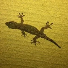 林大智