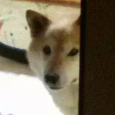犬背九二郎