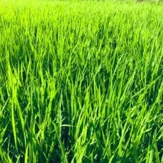 はやりやまい