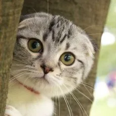 愛枝直