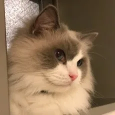 林譲治