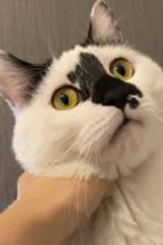 碎子