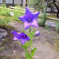 秋良知佐