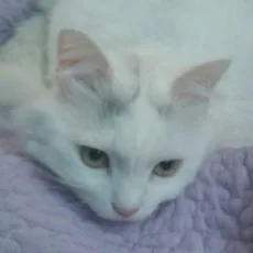 이도고