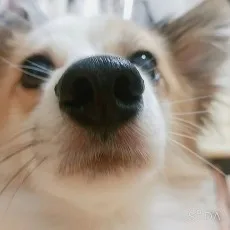 챠
