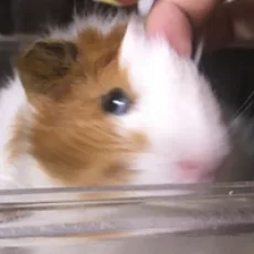 井の中の井守