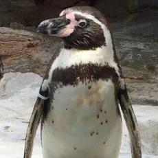 左リュウ